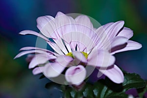 Single-flowered  Pink Chrysanthemum flower up close