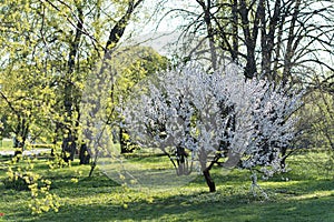 Single Flowering apricot tree in spring green garden.