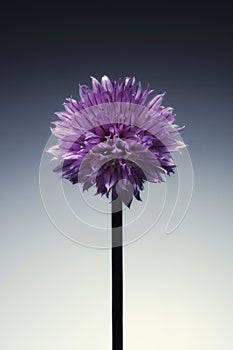 Single flowering Chive herb, on grad tint