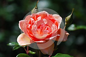 Single Flowering Peach Rose Blossom in a Garden