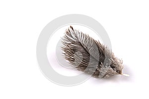 Single fluffy feather isolated on white with copy space