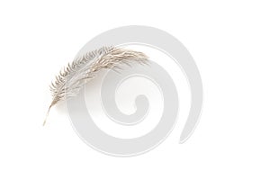 Single fluffy feather isolated on white with copy space