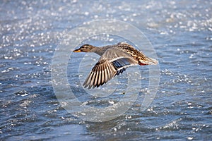 Single flying mallard duck with wings wide open