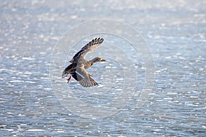 Single flying mallard duck with wings wide open