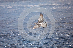 Single flying rock pigeon in flight