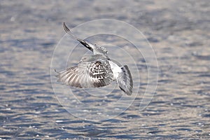 Single flying rock pigeon in flight