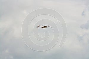 a single flying seagull looking down