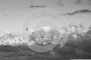 Single flying seagull side view in picturesque cloudy sky