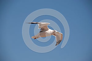 Single flying seagull with spread wings
