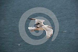 Single flying seagull with spread wings