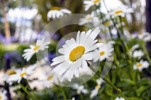 Single focused daisy in a garden