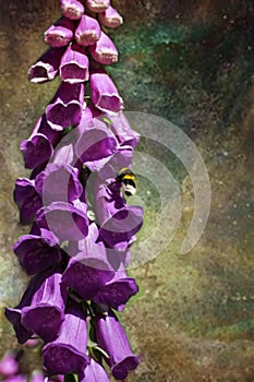 A single foxglove flower with a bee which is collecting the nectar