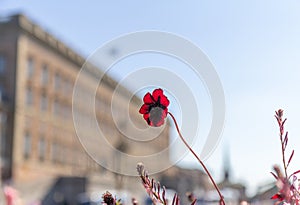 A single fragile red flower in bloom in front of the royal palace in Stockholm, Sweden, which is blurred in the background