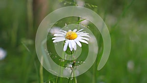 Single fragile white flower with movement of grass out of focus.