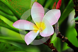 Single Frangipanis flower