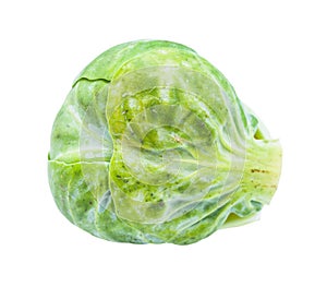 Single fresh brussels sprout isolated on white