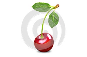 Single fresh cherry with two leaves