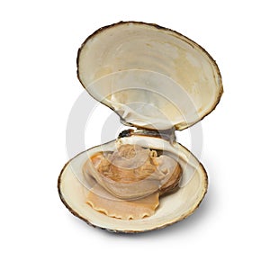 Single fresh cooked spisula solida or surf clam