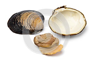 Single fresh cooked spisula solida or surf clam
