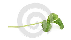 Single fresh coriander leaf
