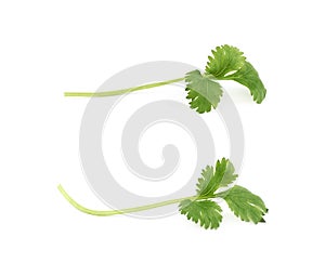 Single fresh coriander leaf
