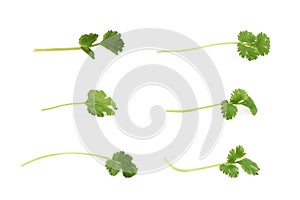 Single fresh coriander leaf