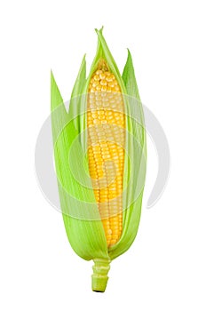 Single fresh corn vegetable with green leaves isolated on white background as a package design element, with a clipping path