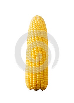 Single fresh corn vegetable isolated on white background as a package design element, with a clipping path