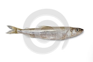 Single fresh European smelt fish photo