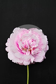 Single fresh and fluffy beautiful pink peony flower in full bloom