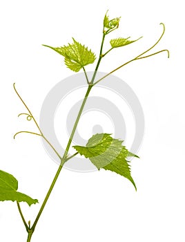 Single fresh green branch of grape vine on white background