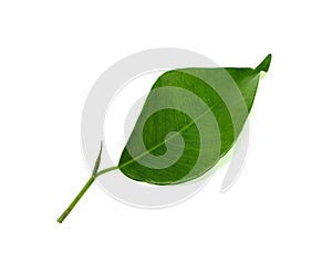 The single of fresh green leaf on white background with clipping path.