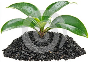 A single fresh green tea leaf placed on a white background
