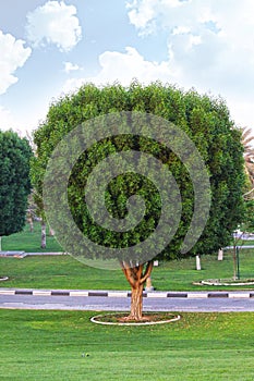 Single fresh green tree in the field with a cloudy sky background.