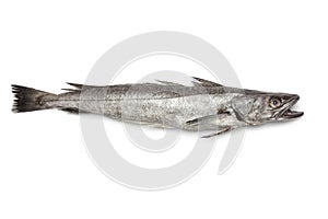 Single fresh Hake fish photo