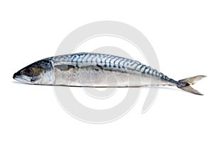 Single fresh mackerel fish