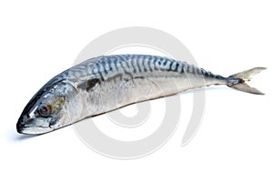 Single fresh mackerel fish