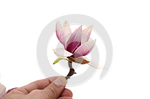 Single fresh magnolia flower isolated on white background