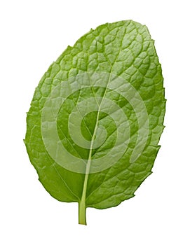 Single Fresh Mint Leaf