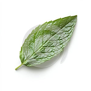 A single fresh mint leaf, isolated on a white background, highlighting
