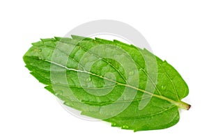 single fresh mint leaf isolated on white background