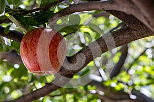 Single fresh natural organic ripe Red Heirloom Delicious organic apples on branches in an apple tree, healthy vegetarian