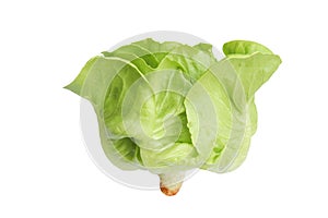 Single Fresh Organic Green Butter head Lettuce vegetable or Salad vegetable  hight  vitamin,nutrition isolated on white back