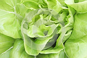 Single Fresh Organic Green Butter head Lettuce vegetable or Salad vegetable  hight  vitamin,nutrition isolated on white back