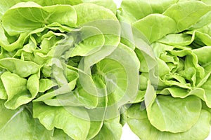 Single Fresh Organic Green Butter head Lettuce vegetable or Salad vegetable  hight  vitamin,nutrition isolated on white back