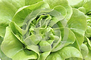 Single Fresh Organic Green Butter head Lettuce vegetable or Salad vegetable  hight  vitamin,nutrition isolated on white back