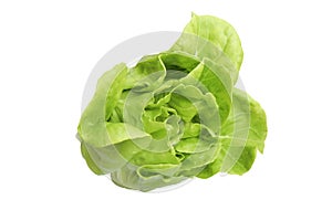 Single Fresh Organic Green Butter head Lettuce vegetable or Salad vegetable  hight  vitamin,nutrition isolated on white back