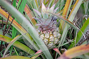 Single fresh pineapple on the bush