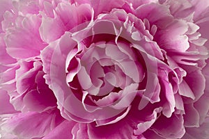 Single fresh pink peony flower