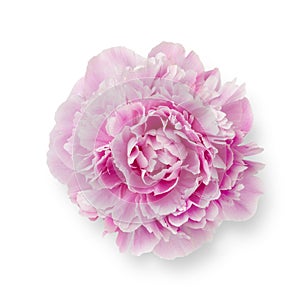 Single fresh pink peony flower